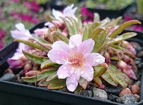 Lewisia 'Pinkie' - 8cm pot 